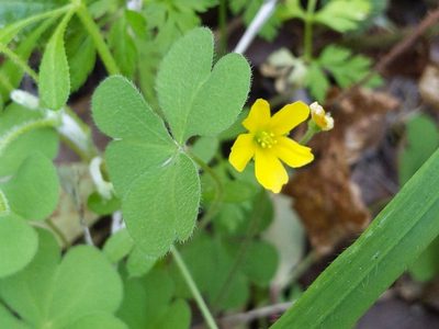 Oxalis pilosa, photographed by Ken-ichi Ueda