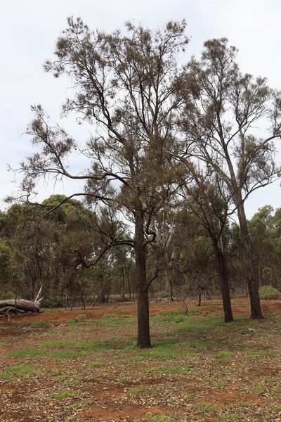 Allocasuarina luehmannii, photographed by Dylan Wishart