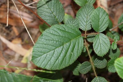Rubus ellipticus, photographed by Greg Tasney