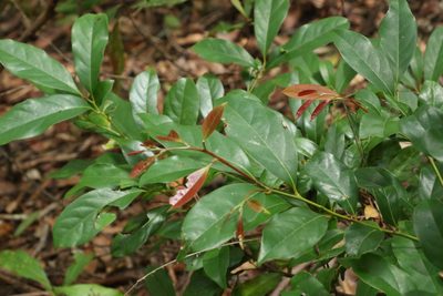Cryptocarya macdonaldii, photographed by Greg Tasney
