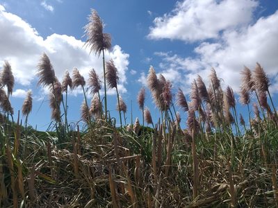 Cortaderia jubata, photographed by Rob Cruickshank