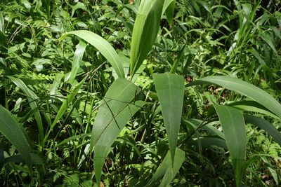 Setaria palmifolia, photographed by Greg Tasney
