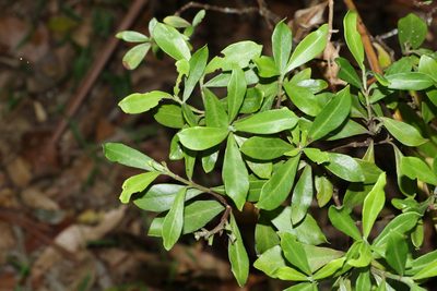 Psychotria daphnoides, photographed by Greg Tasney