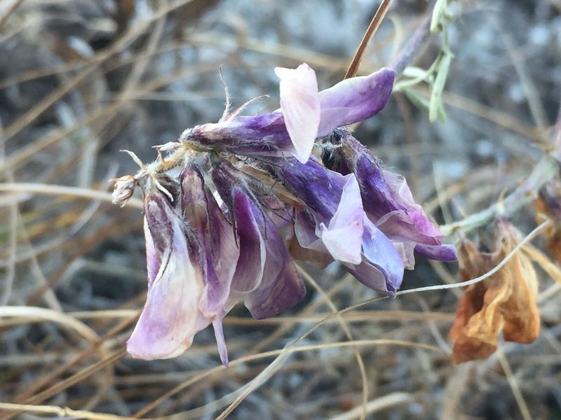 Hedysarum ucrainicum, photographed by Елена Патерикина