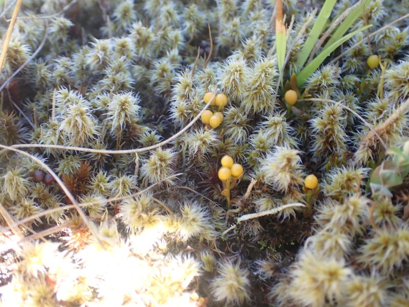 Stackhousia minima, photographed by Paul Bell-Butler
