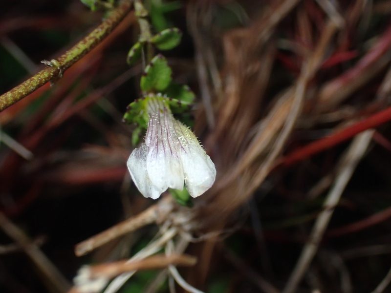 Gratiola nana, photographed by Paul Bell-Butler