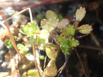 Gratiola nana, photographed by Paul Bell-Butler