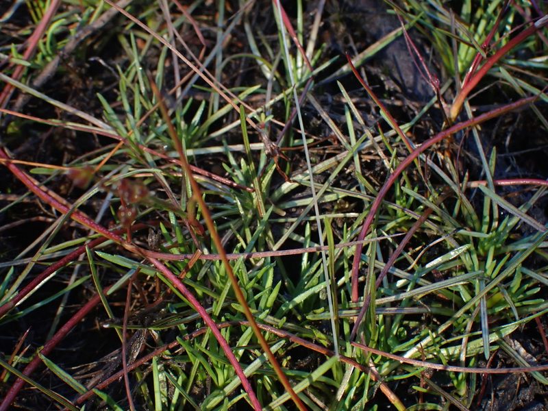Stylidium subulatum, photographed by Paul Bell-Butler