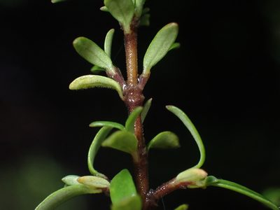 Coprosma microcarpa, photographed by Paul Bell-Butler