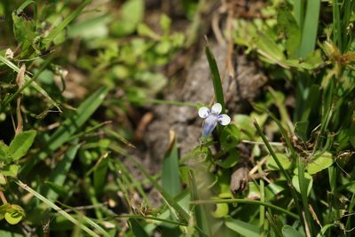 Lindernia rotundifolia, photographed by Greg Tasney