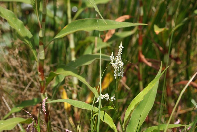 Persicaria attenuata, photographed by Greg Tasney