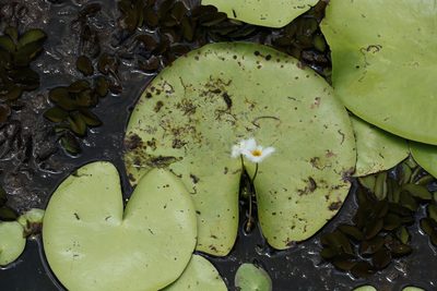 Nymphoides indica, photographed by Greg Tasney
