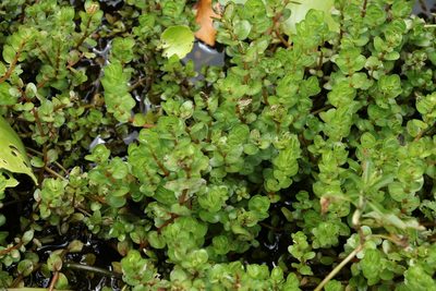 Rotala rotundifolia, photographed by Greg Tasney