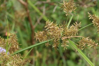 Cyperus pilosus, photographed by Greg Tasney