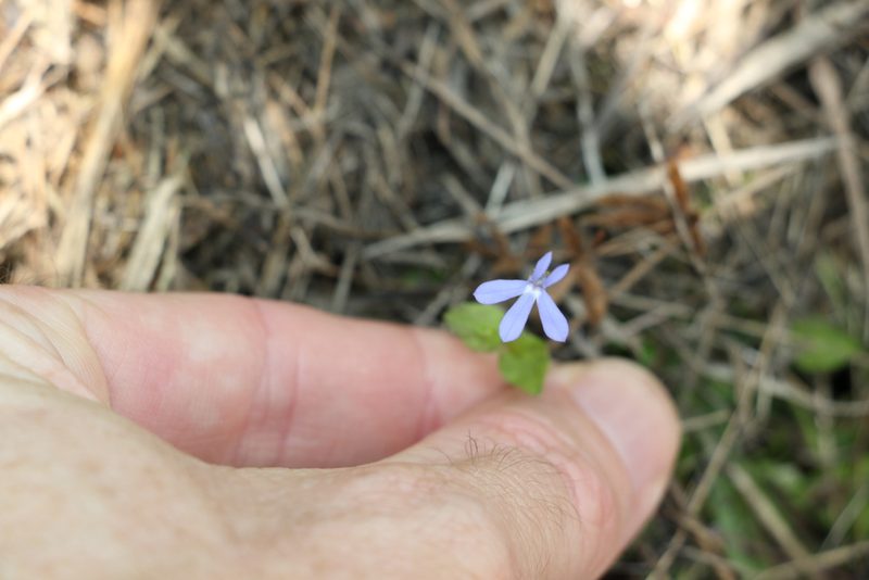 Lobelia quadrangularis, photographed by Greg Tasney