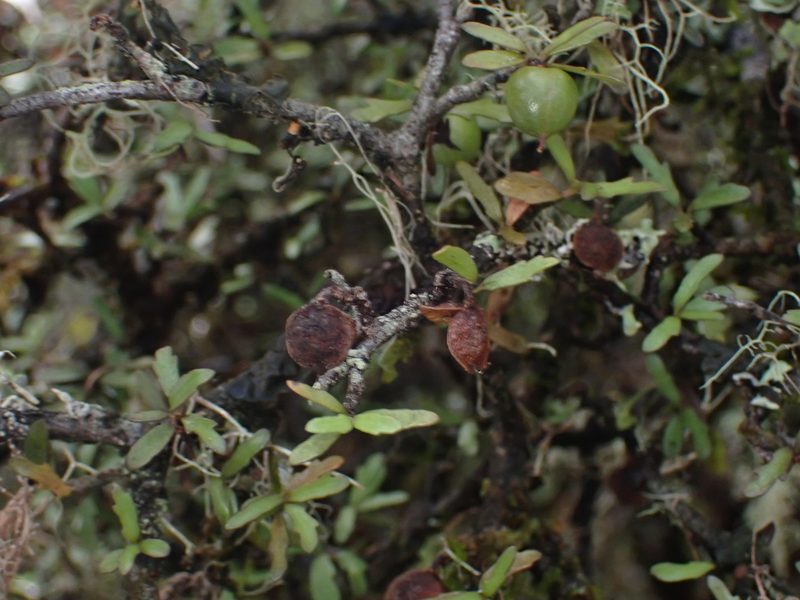 Pittosporum divaricatum, photographed by Paul Bell-Butler