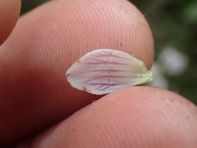 Gentianella tenuifolia, photographed by Paul Bell-Butler