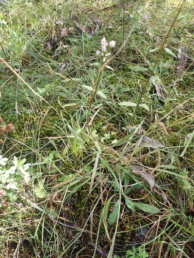 Gentianella tenuifolia, photographed by Paul Bell-Butler