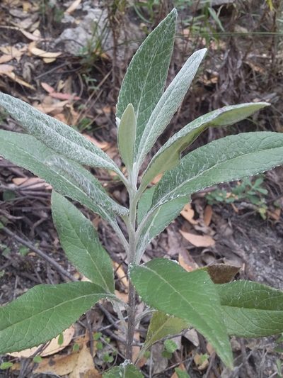 Senecio hypoleucus, photographed by insiderelic