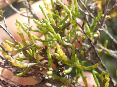 Korthalsella salicornioides, photographed by Paul Bell-Butler