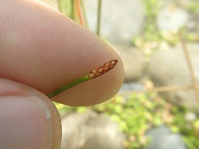 Eleocharis acuta, photographed by Paul Bell-Butler