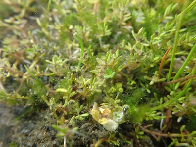 Myriophyllum votschii, photographed by Paul Bell-Butler