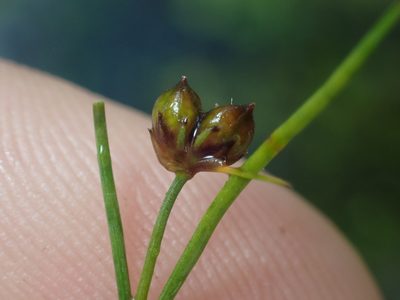 Juncus pusillus, photographed by Paul Bell-Butler