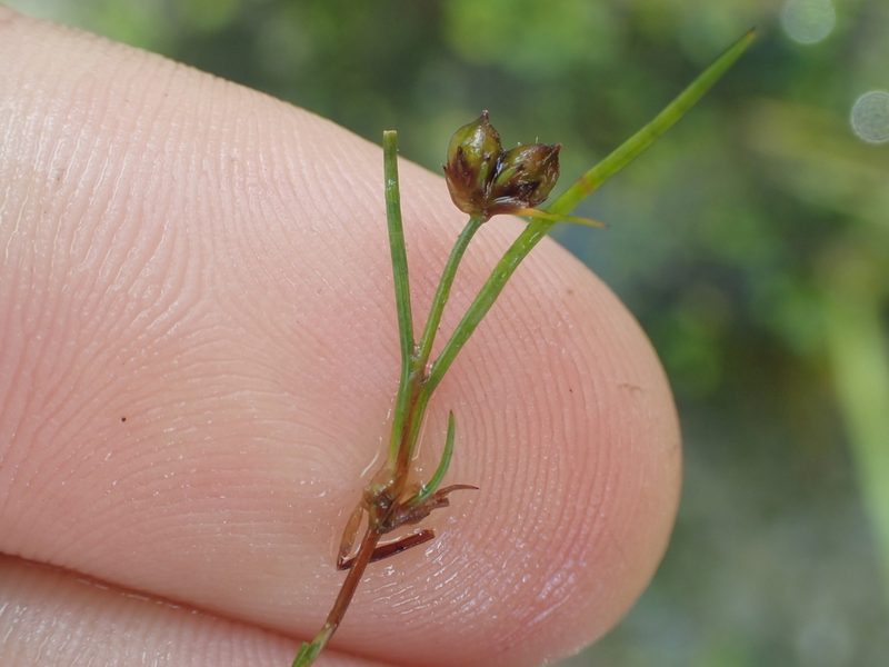 Juncus pusillus, photographed by Paul Bell-Butler