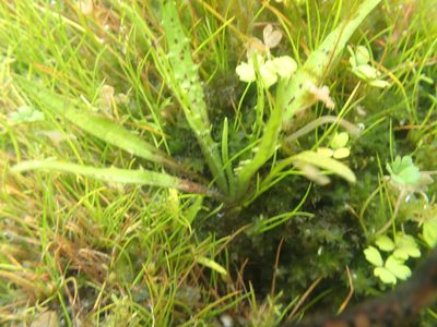 Plantago triandra, photographed by Paul Bell-Butler