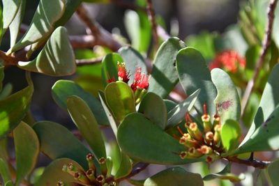 Lumnitzera littorea