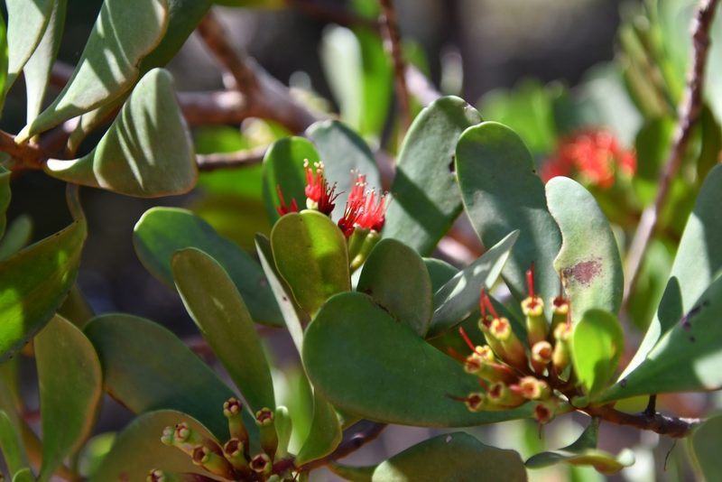 Lumnitzera littorea, photographed by Иван Ковтун Ivan Kovtun