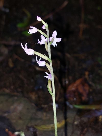 Stenoglottis fimbriata, photographed by Manuel R Popp