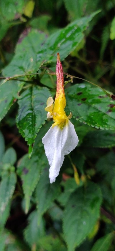 Impatiens albopetala, photographed by T R Shankar Raman