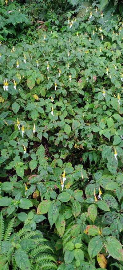 Impatiens albopetala, photographed by T R Shankar Raman
