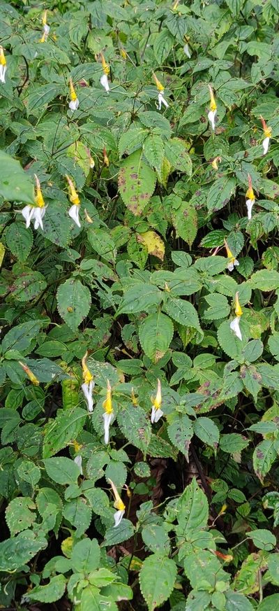 Impatiens albopetala, photographed by T R Shankar Raman