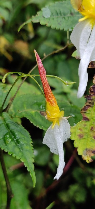 Impatiens albopetala, photographed by T R Shankar Raman