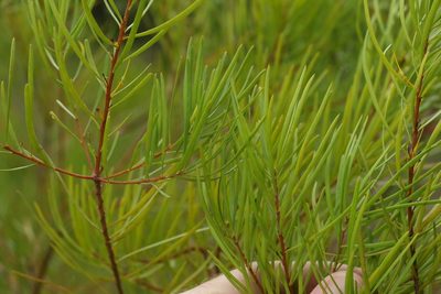 Persoonia virgata, photographed by Greg Tasney