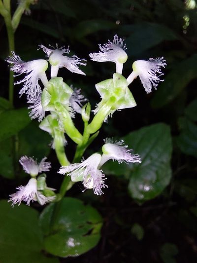 Huttonaea pulchra, photographed by Manuel R Popp