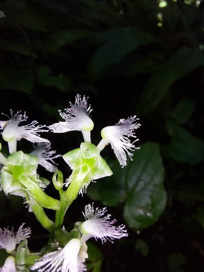 Huttonaea pulchra, photographed by Manuel R Popp
