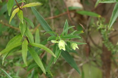 Billardiera scandens, photographed by Greg Tasney