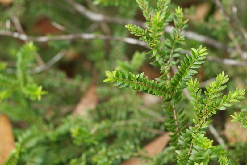 Sannantha bidwillii, photographed by Greg Tasney