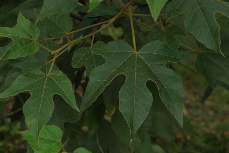 Brachychiton discolor, photographed by Greg Tasney