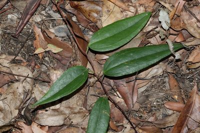 Smilax glyciphylla, photographed by Greg Tasney