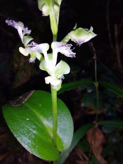 Huttonaea pulchra, photographed by Manuel R Popp
