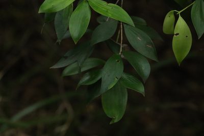 Trochocarpa laurina, photographed by Greg Tasney
