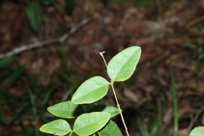 Bossiaea formosa, photographed by Greg Tasney