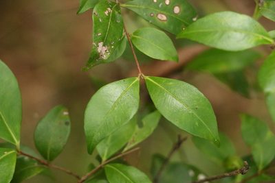 Backhousia myrtifolia, photographed by Greg Tasney
