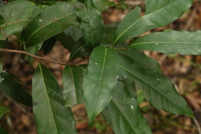 Cryptocarya macdonaldii, photographed by Greg Tasney