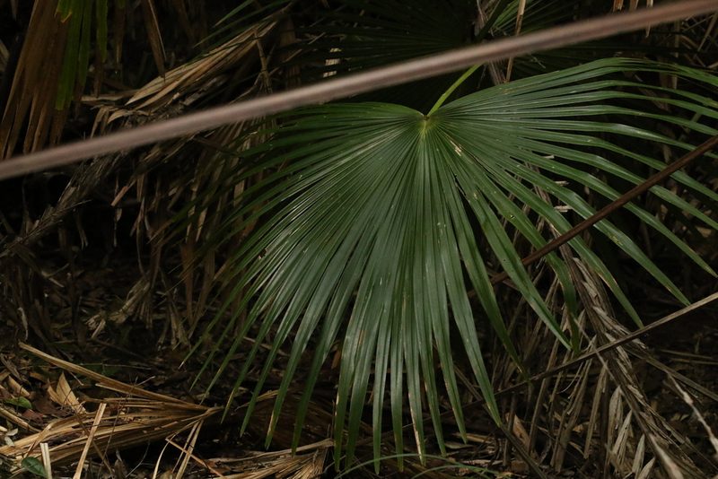 Livistona australis, photographed by Greg Tasney