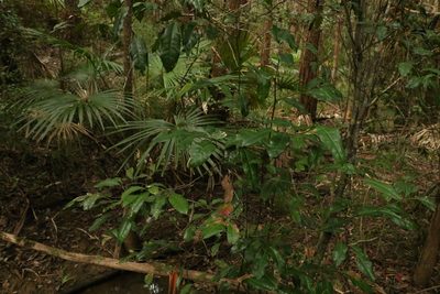 Beilschmiedia obtusifolia, photographed by Greg Tasney